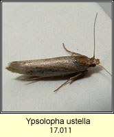 Ypsolopha ustella