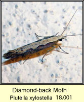 Diamond-back Moth, Plutella xylostella