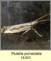Plutella porrectella