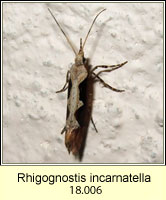Rhigognostis incarnatella