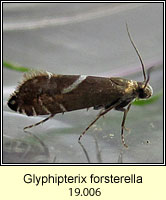 Glyphipterix forsterella