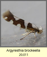 Argyresthia brockeella