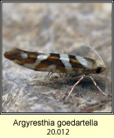 Argyresthia goedartella