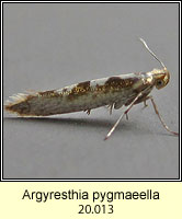 Argyresthia pygmaeella