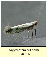 Argyresthia retinella