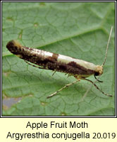 Apple Fruit Moth, Argyresthia conjugella
