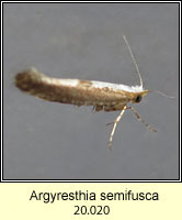 Argyresthia semifusca