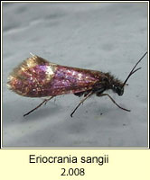 Eriocrania sangii