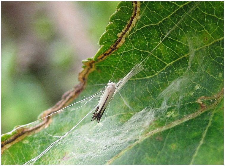 Apple Leaf Miner, Lyonetia clerkella