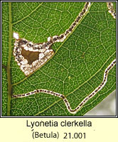 Lyonetia clerkella