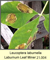 Laburnum Leaf Miner, Leucoptera laburnella