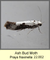 Ash Bud Moth, Prays fraxinella