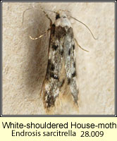 White-shouldered House-moth, Endrosis sarcitrella