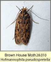 Brown House Moth, Hofmannophila pseudospretella