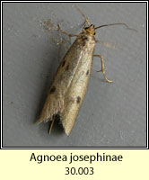 Agnoea josephinae (Pseudatemelia josephinae)