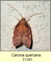 Carcina quercana