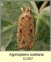 Agonopterix ocellana