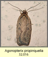 Agonopterix propinquella
