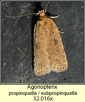 Agonopterix propinquella/subpropinquella