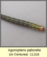 Agonopterix pallorella