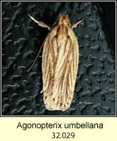 Agonopterix umbellana
