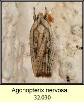 Agonopterix nervosa