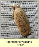 Agonopterix yeatiana
