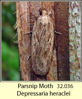 Parsnip Moth, Depressaria radiella