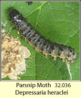 Parsnip Moth, Depressaria radiella
