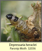 Parsnip Moth, Depressaria radiella