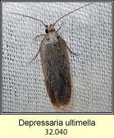 Depressaria ultimella