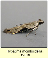 Hypatima rhomboidella