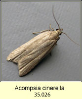 Acompsia cinerella