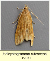 Helcystogramma rufescens