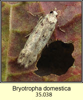 Bryotropha domestica