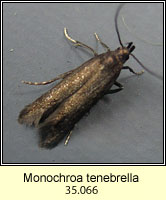 Monochroa tenebrella