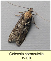 Gelechia sororculella