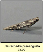 Batrachedra praeangusta