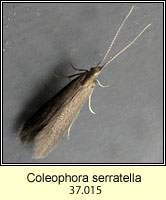 Coleophora serratella (case)