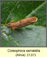Coleophora serratella (case)