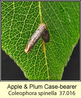 Apple & Plum Case-bearer, Coleophora spinella (case)