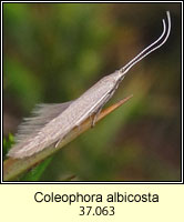 Coleophora albicosta