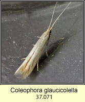 Coleophora glaucicolella