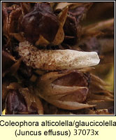 Coleophora alticolella/glaucicolella 