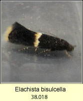 Elachista bisulcella