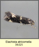 Elachista atricomella