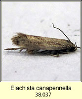 Elachista canapennella