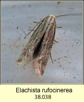 Elachista rufocinerea