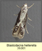 Blastodacna hellerella