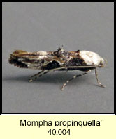 Mompha propinquella